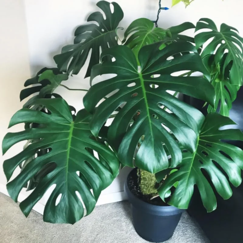 Monstera Deliciosa Live Plant - Indoor Houseplant, 4 Inches Tall Bareroot - Image 3