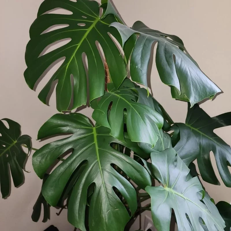 Monstera Deliciosa Live Plant - Indoor Houseplant, 4 Inches Tall Bareroot - Image 4