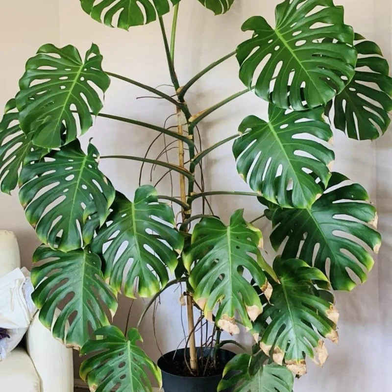 Monstera Deliciosa Live Plant - Indoor Houseplant, 4 Inches Tall Bareroot - Image 5