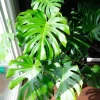Monstera Deliciosa Live Plant - Indoor Houseplant, 4 Inches Tall Bareroot - Image 1