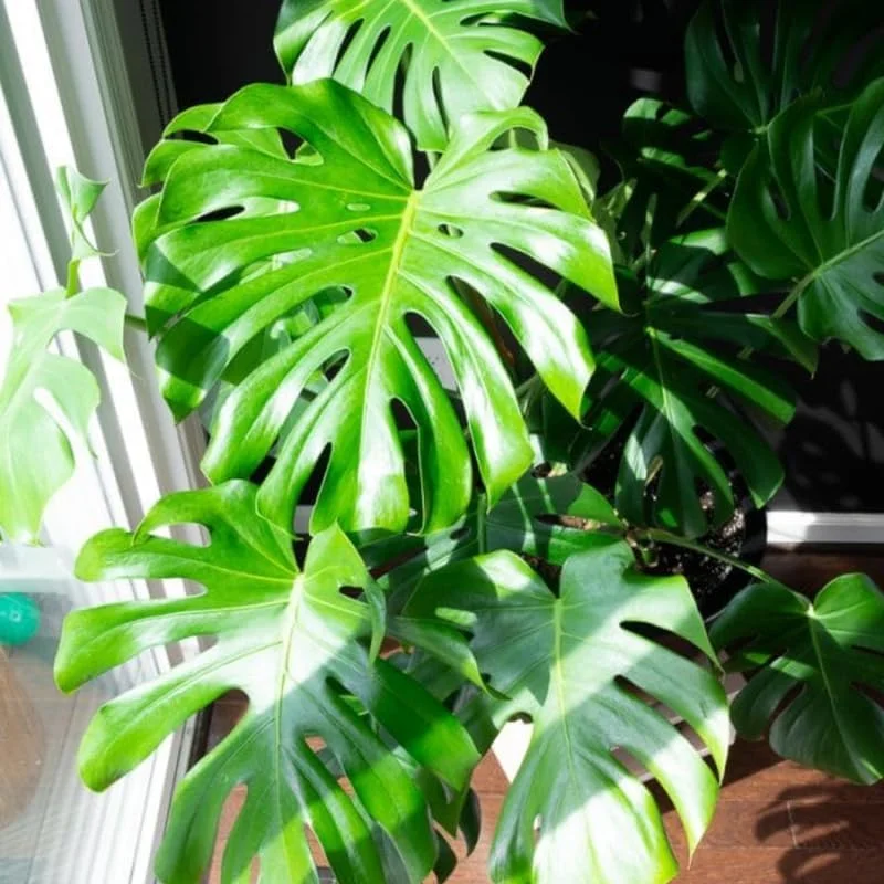 Monstera Deliciosa Live Plant - Indoor Houseplant, 4 Inches Tall Bareroot - Image 1