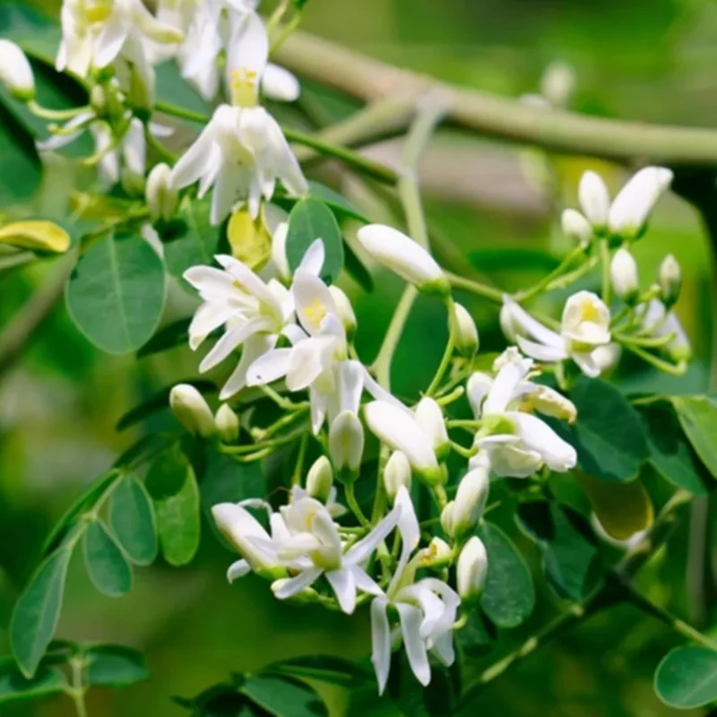 Moringa Oleifera Live Plant in 4 Inch Pot - Hardy Drumstick Tree Herb - Image 2