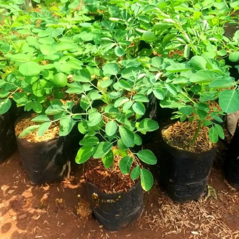 Moringa Oleifera Live Plant in 4 Inch Pot - Hardy Drumstick Tree Herb - Image 3