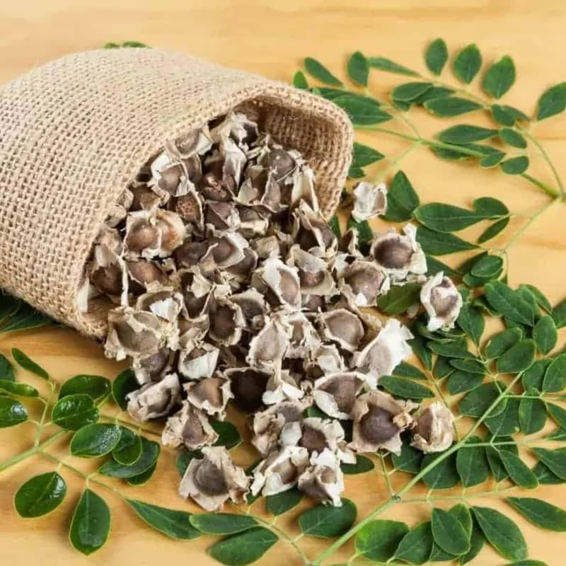 Moringa Oleifera Live Plant in 4 Inch Pot - Hardy Drumstick Tree Herb - Image 4