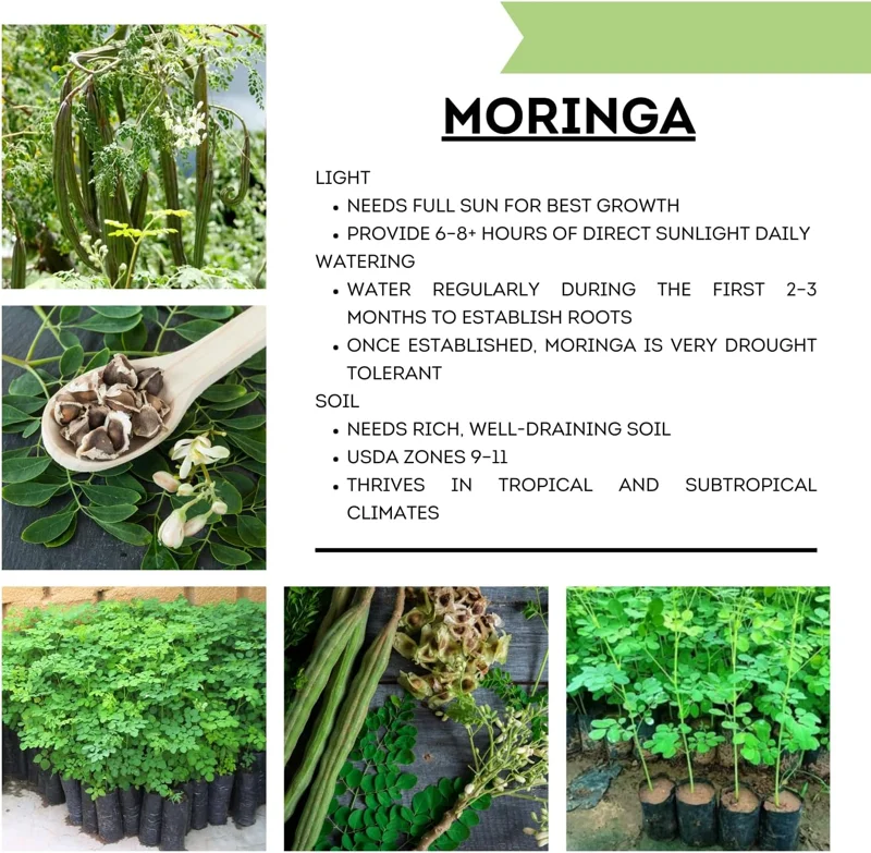 Moringa Oleifera Live Plant in 4 Inch Pot - Hardy Drumstick Tree Herb - Image 5