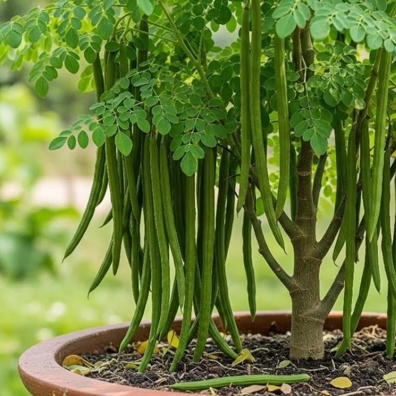 Moringa Oleifera Live Plant in 4 Inch Pot - Hardy Drumstick Tree Herb - Image 8