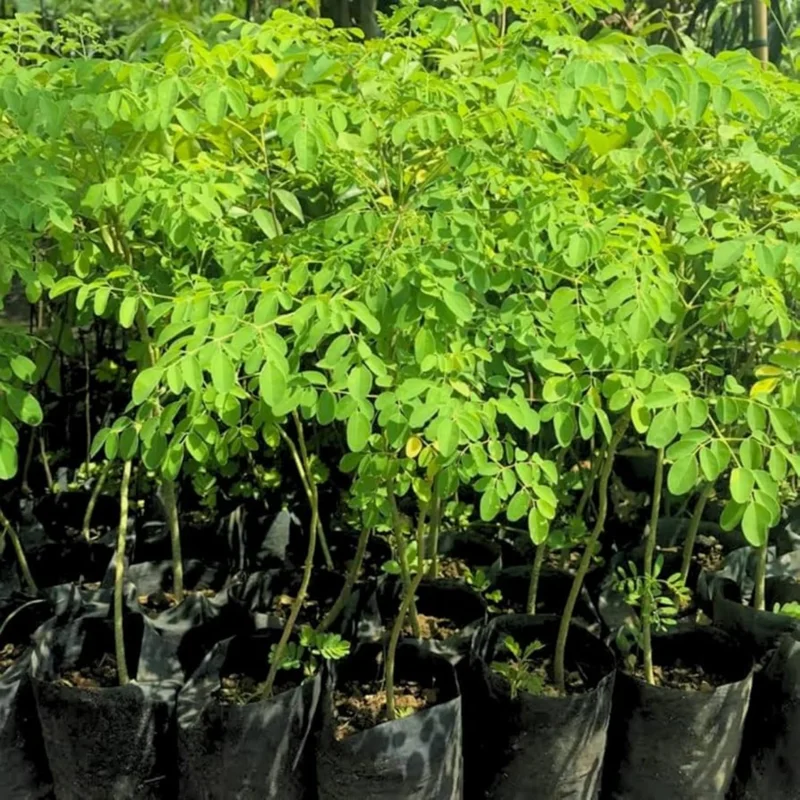 Moringa Oleifera Live Plant in 4 Inch Pot - Hardy Drumstick Tree Herb - Image 1