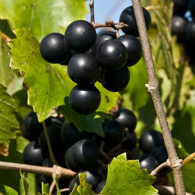 Muscadine Grape Vine Live Plant Starter 4-7" Tall - Outdoor Fruit Grapevine - Image 2