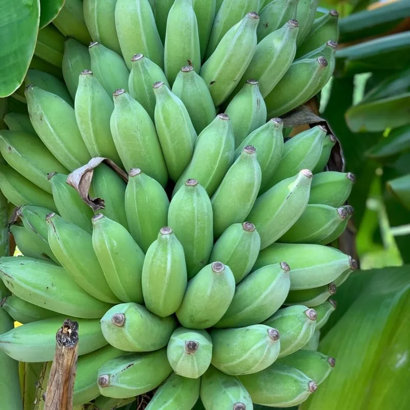 Namwah Banana Live Plant - Cold Hardy Musa Tree for Planting, 4-7 inches Tall, No Pot - Image 2