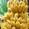 Namwah Banana Live Plant - Cold Hardy Musa Tree for Planting, 4-7 inches Tall, No Pot - Image 1