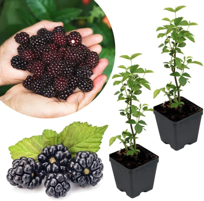 Navaho Thornless Blackberry Plants - 2 Live Bareroot, 4-6" Tall, Cold Hardy - Image 2