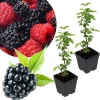 Navaho Thornless Blackberry Plants - 2 Live Bareroot, 4-6" Tall, Cold Hardy - Image 1