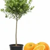 Navel Orange Tree Live Plant 3-4 ft Tall, 5-Gallon Pot, Hardy Citrus Fruit - Image 1