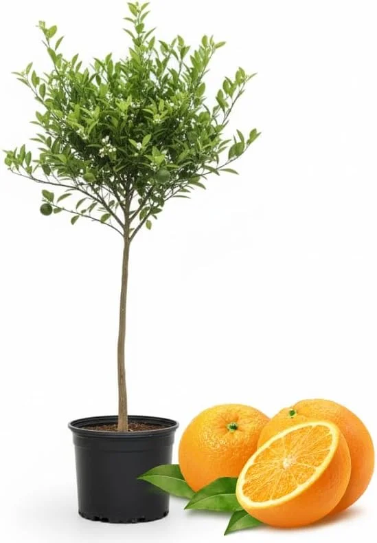 Navel Orange Tree Live Plant 3-4 ft Tall, 5-Gallon Pot, Hardy Citrus Fruit - Image 1