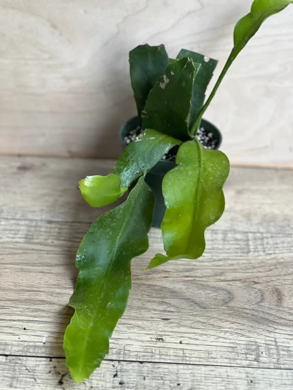 Night Blooming Cactus Live Plant - Epiphyllum Oxypetalum Orchid in 4" Pot - Image 2