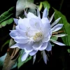 Night Blooming Cactus Live Plant - Epiphyllum Oxypetalum Orchid in 4" Pot - Image 1