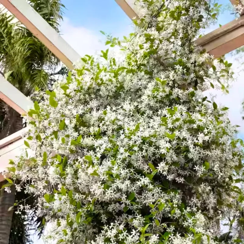 Night Blooming Jasmine Live Plants (4-Pack), 4-6" Tall, Fragrant White Flowers, Outdoor Shrub - Image 3