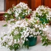 Night Blooming Jasmine Live Plants (4-Pack), 4-6" Tall, Fragrant White Flowers, Outdoor Shrub - Image 1