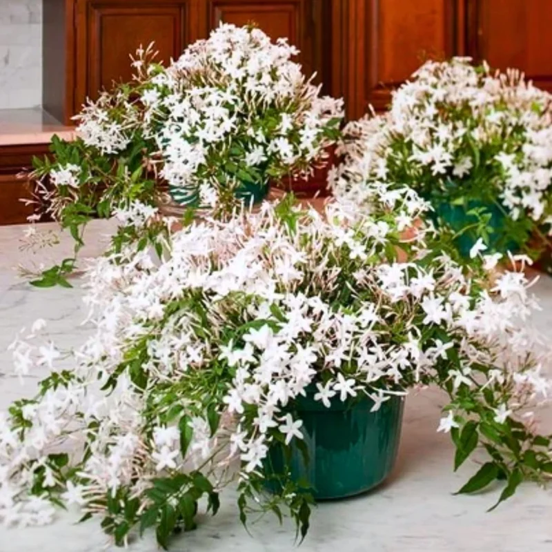 Night Blooming Jasmine Live Plants (4-Pack), 4-6" Tall, Fragrant White Flowers, Outdoor Shrub - Image 1