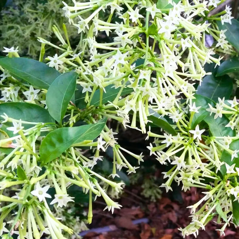 Night Blooming Jasmine Live Plants (4-Pack), 4-6" Tall, Fragrant White Flowers, Outdoor Shrub - Image 4