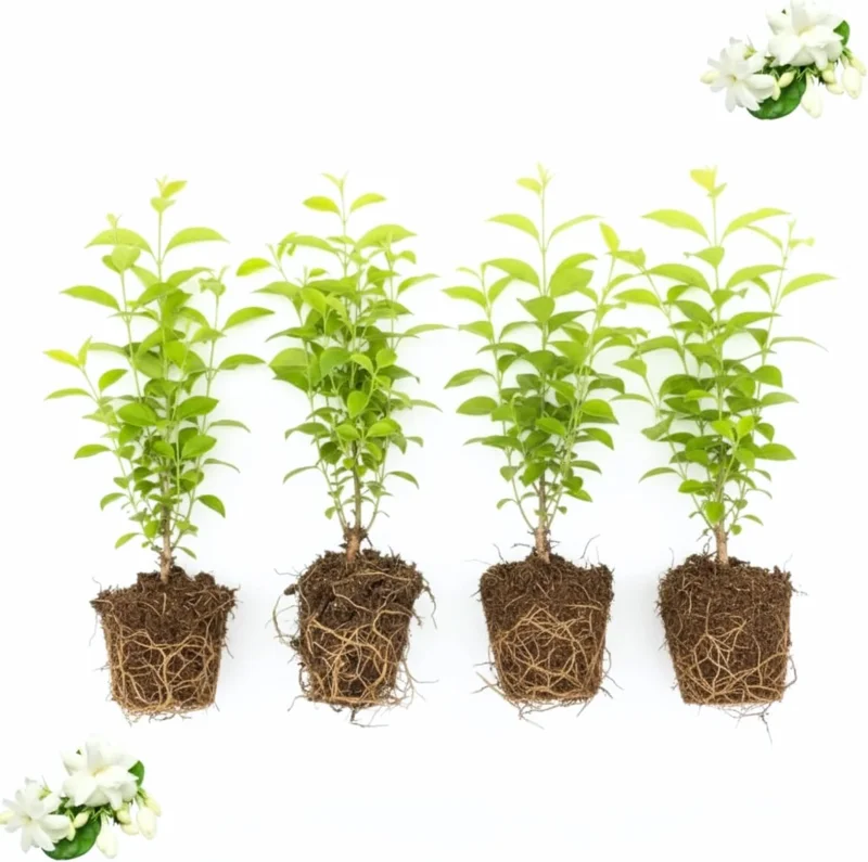 Night Blooming Jasmine Live Plants (4-Pack), 4-6" Tall, Fragrant White Flowers, Outdoor Shrub - Image 5