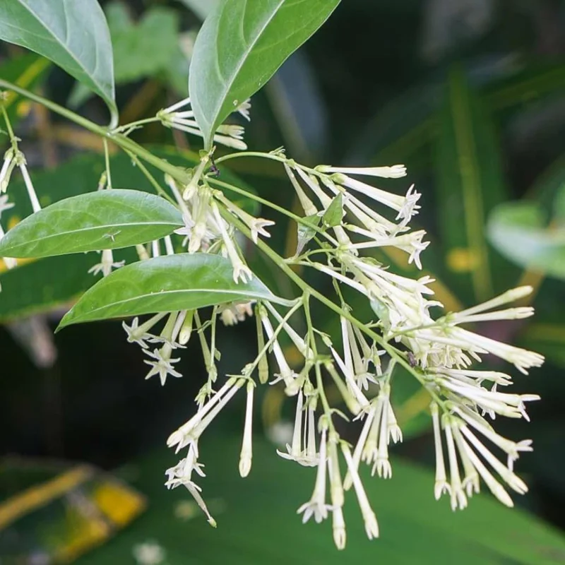 Night Blooming Jasmine Live Plants (4-Pack), 4-6" Tall, Fragrant White Flowers, Outdoor Shrub - Image 8