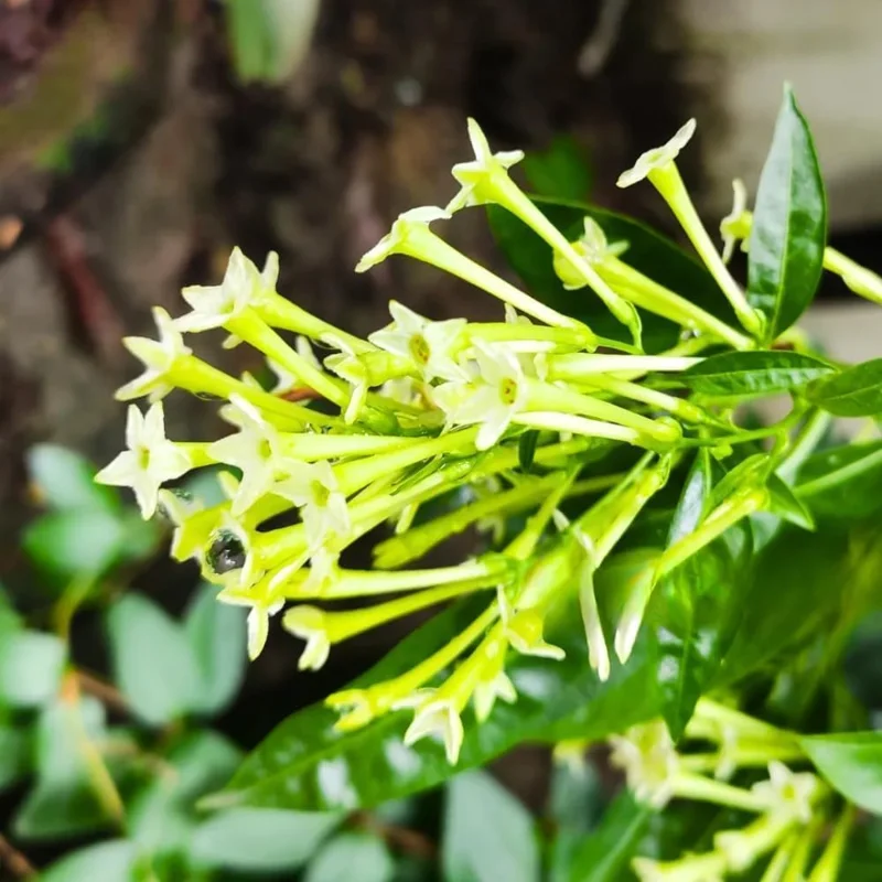 Night Blooming Jasmine Live Plants (4-Pack), 4-6" Tall, Fragrant White Flowers, Outdoor Shrub - Image 9
