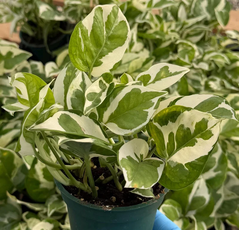N'Joy Pothos Live Plant – Epipremnum Aureum Variegated Houseplant in 4 inch Pot - Image 1
