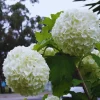 Old Fashion Snowball Viburnum Live Plant – 4 Inch Potted Bush – Outdoor - Image 1