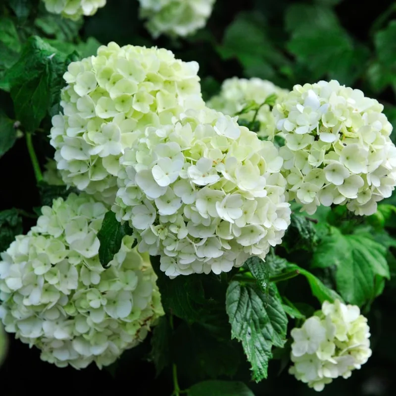 Old Snowball Viburnum Bush Live Plant, 8-12 Inch Tall White Flowering Shrub, Outdoor - Image 2