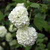 Old Snowball Viburnum Bush Live Plant, 8-12 Inch Tall White Flowering Shrub, Outdoor - Image 1