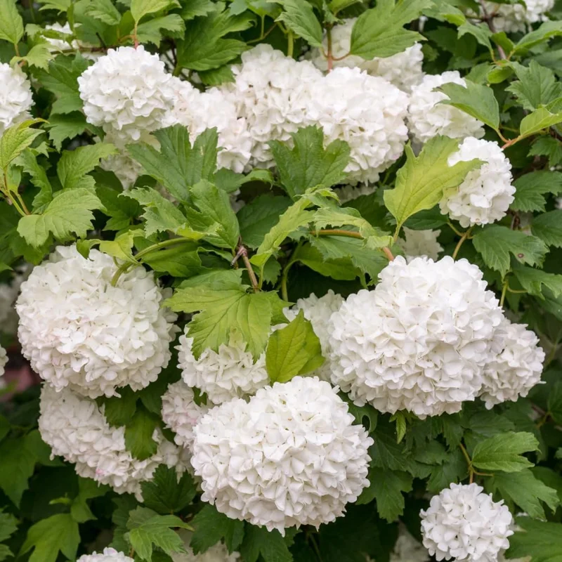 Old Snowball Viburnum Live Plant - 6-12 Inch Tall Shrub, White Flowers, Outdoor - Image 2
