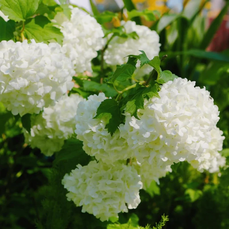 Old Snowball Viburnum Live Plant - 6-12 Inch Tall Shrub, White Flowers, Outdoor - Image 3
