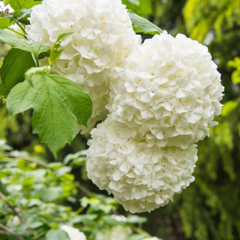 Old Snowball Viburnum Live Plant - 6-12 Inch Tall Shrub, White Flowers, Outdoor - Image 4