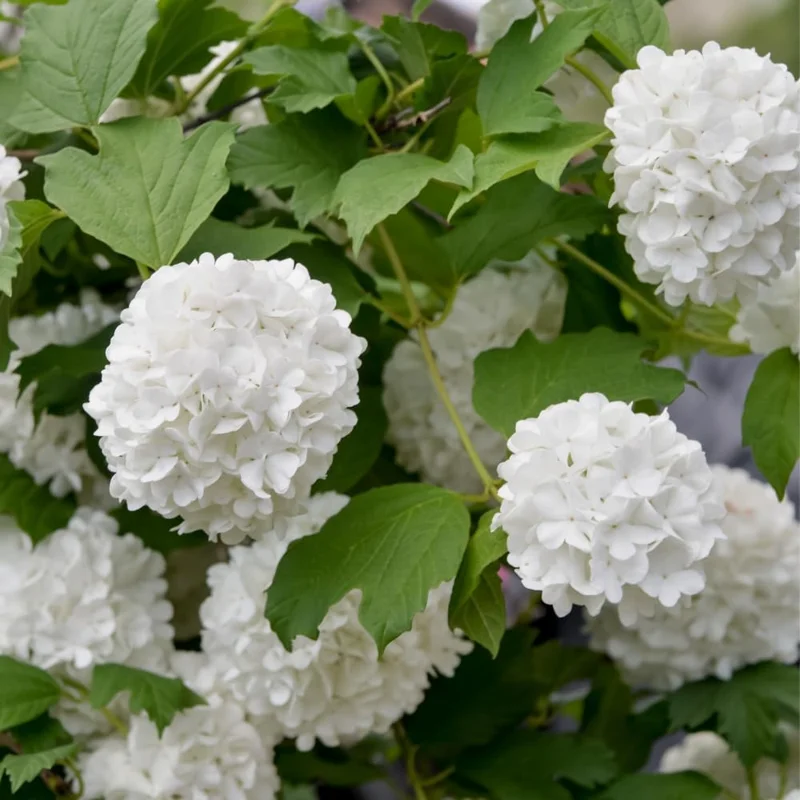 Old Snowball Viburnum Live Plant - 6-12 Inch Tall Shrub, White Flowers, Outdoor - Image 1