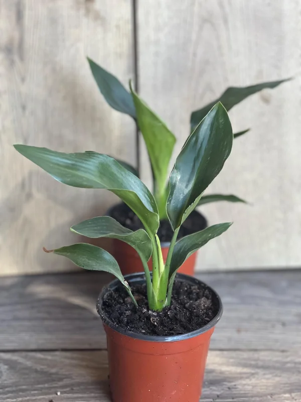 Orange Bird of Paradise Live Plant - Strelitzia reginae - 4 inch Pot - Image 2