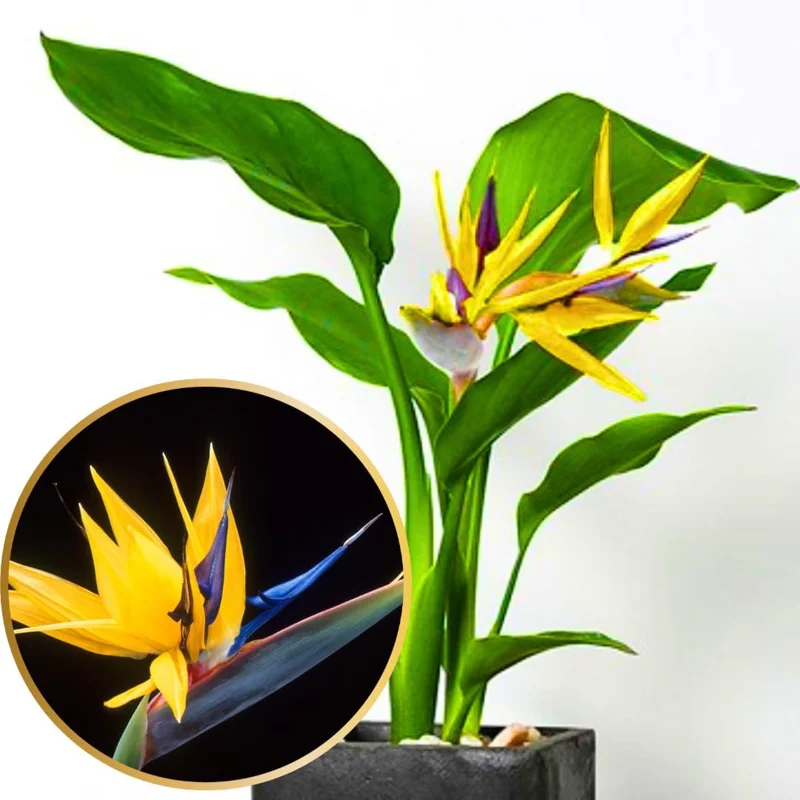 Orange Bird of Paradise Live Plant, Strelitzia Reginae, 5-9" Tall, Tropical Perennial - Image 2