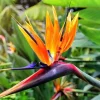 Orange Bird of Paradise Live Plant - Strelitzia reginae - 4 inch Pot - Image 1