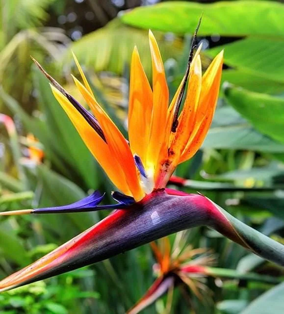 Orange Bird of Paradise Live Plant - Strelitzia reginae - 4 inch Pot - Image 1