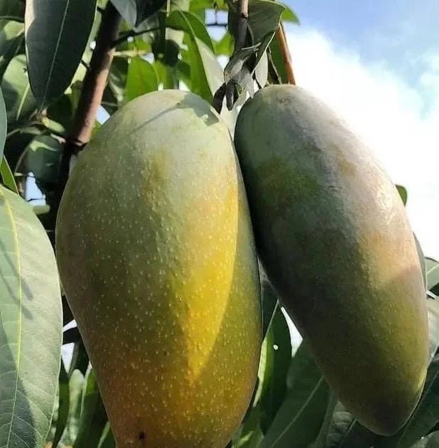 Orange Sherbet Mango Tree Live Plant - Grafted Dwarf Variety - 1/2 Gallon Pot - Image 1