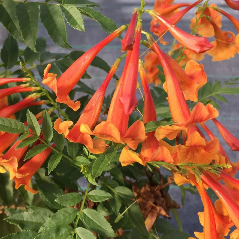Orange Trumpet Bush Live Plant - Tecoma fulva - 4 inch Pot - Image 1