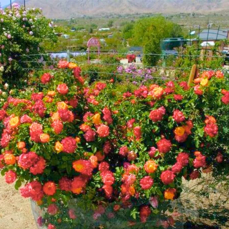 Orange Yellow Climbing Rose Live Plant – Bare Root, Fragrant, Long Bloomer, Outdoor - Image 2