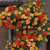 Orange Yellow Climbing Rose Live Plant – Bare Root, Fragrant, Long Bloomer, Outdoor - Image 1