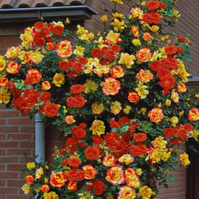 Orange Yellow Climbing Rose Live Plant – Bare Root, Fragrant, Long Bloomer, Outdoor - Image 1
