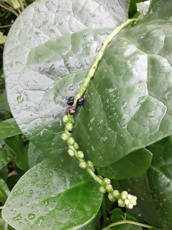 Organic Green Stem Malabar Spinach Seeds - Edible, Ornamental Vine - Image 2