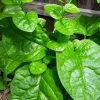 Organic Green Stem Malabar Spinach Seeds - Edible, Ornamental Vine - Image 1