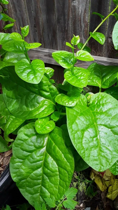 Organic Green Stem Malabar Spinach Seeds - Edible, Ornamental Vine - Image 1