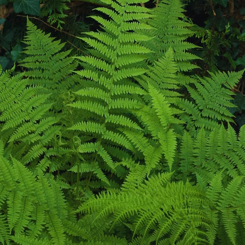Ostrich Fern Roots - Set of 5 Live Bare Root Plants for Gardening - Image 4