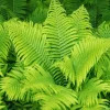 Ostrich Fern Roots - Set of 5 Live Bare Root Plants for Gardening - Image 1