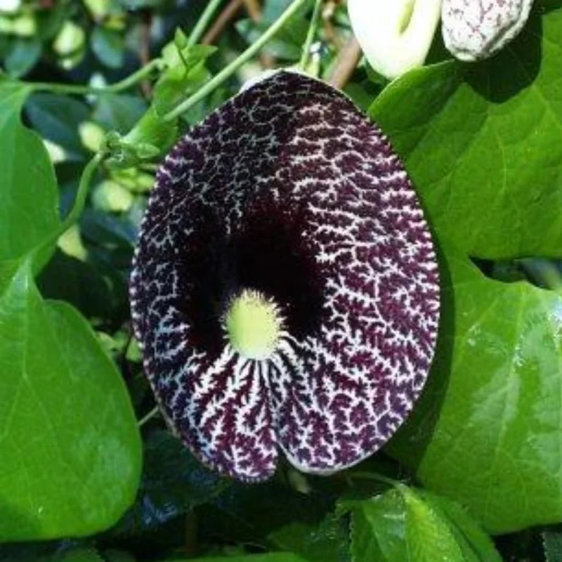 Pack of 4 Dutchman Pipe Live Plants, 6-12 inch Bare Root Vine, Fast Growing - Image 2